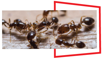 Ant Control Ringwood